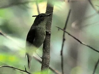 秋の渡りの時期の＊キビタキ♀（その３）