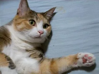 馬を引く夢を見る