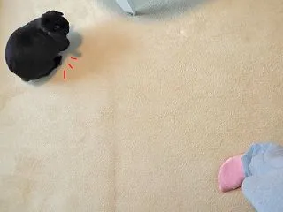 こんぶは全勝。