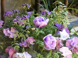 【アネモネとパンジー・ビオラの寄せ植え４…