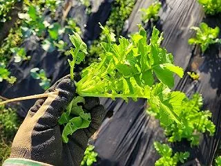 大根間引き菜の浅漬け