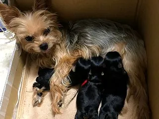 嫁ぎ先の子は今。プリンちゃん、あと君、そ…