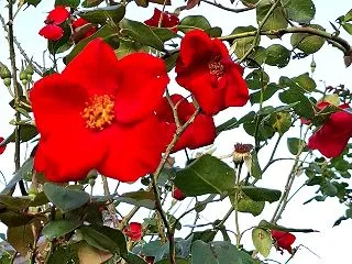 阿見町の美しい風景／荒木バラ園の秋バラ …