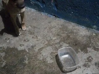 避妊手術