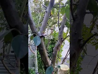 カリンの実が2年ならない、特に上に伸びる…