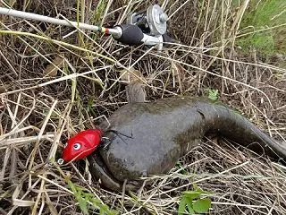 [釣果報告]カスタムフロッグでのナマズ釣…