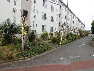 金木犀２度咲き前に枝伐られ／椿も伐られ見…