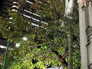 白神社さんの秋祭り