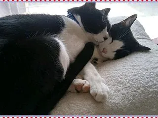 仲良し兄弟猫と初めての【ただいま動画】撮…