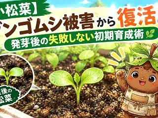 【小松菜】ダンゴムシ被害から復活！発芽後…