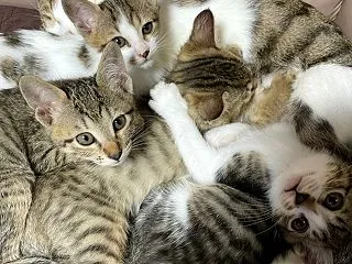 「次のダウ」
