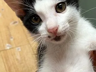 募集開始します❣️ル兄妹たち