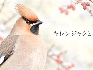 キレンジャクとは？特徴・鳴き声・生息地と…
