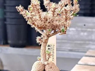 切ったトリコディアデマに芽は出たのか？