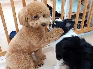 チワワをなでなでするビションプー ひみつ…
