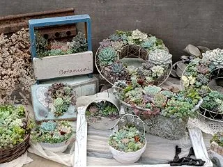 寄せ植えお直し会