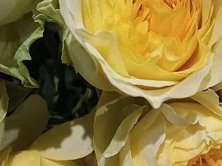 倒れそうな私に、元気をください