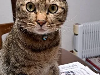 新聞を読んでいると？