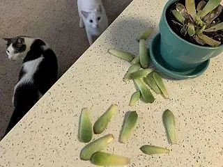 悪い猫