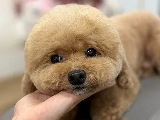 詰まりました。汚い話ですいません。