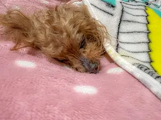びっくり！ 寝ちゃった。。。