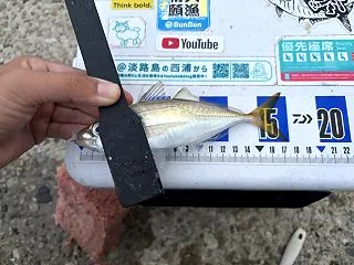 2026｜秋の淡路島西浦で延べ竿サビキ！…