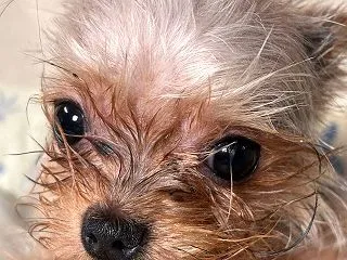 犬舎こつぶ君闘病記㉚