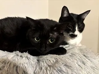 ラブラブカポーの秘密