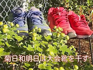 菊日和明日は大会靴を干す