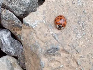 てんとう虫発見☆床屋さんちの今日の僕