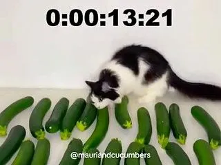 ズッキーニの列から13秒でキュウリを探し…