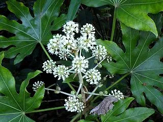 庭で自生するヤツデの開花