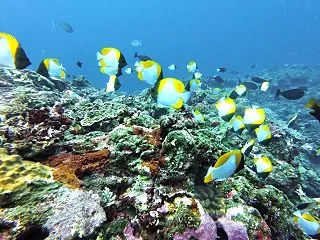 岩が 白い！