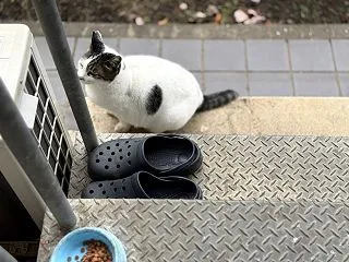 寝坊したら朝のおばあちゃん野良猫「おばあ…
