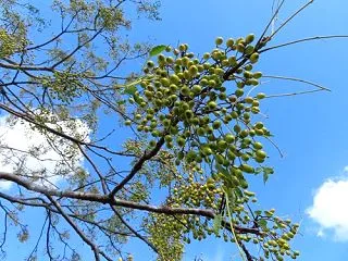 コスモスに会いに・・・