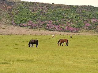 阿蘇・由布院で犬と旅行するときのガイド｜…