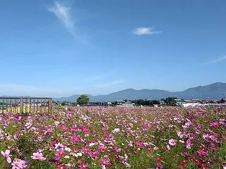 【みどりの里まつり・亀岡】満開！！夢コス…