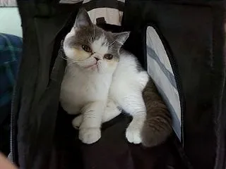 暴れん坊チビ太