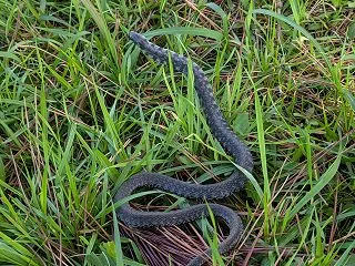 10月の柳瀬川つつみ公園で生き物観察！黒…