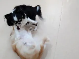 チワワの小競り合い ひみつきちなう！② …