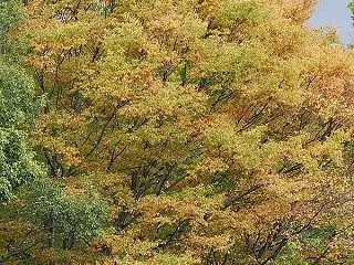 欅の黄葉
