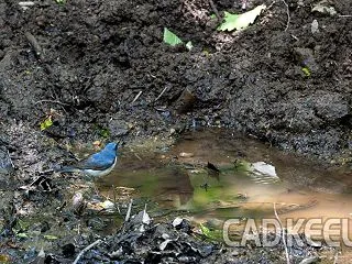 野鳥の撮影 -コルリ- 260601