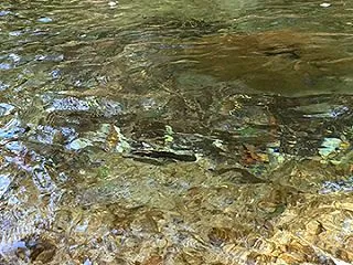 マス釣りに行こう！☆ビーバースカウト