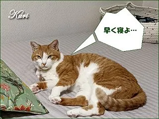 今朝寒かった