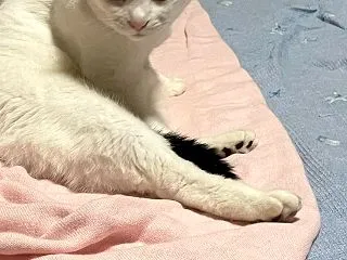 ぷく お手入れ中断