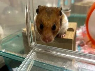 ヤンチャハムスターズ