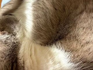 なんなんだろう