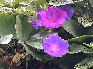 ノアサガオ？と針子