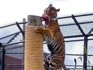 ロープを巻いた高いポールのてっぺんの肉を…