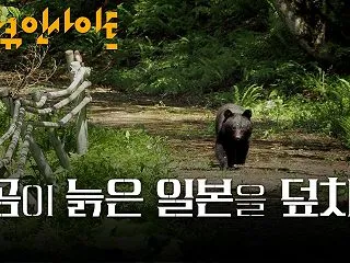 韓国人「先日、日本で生け捕りにされたクマ…